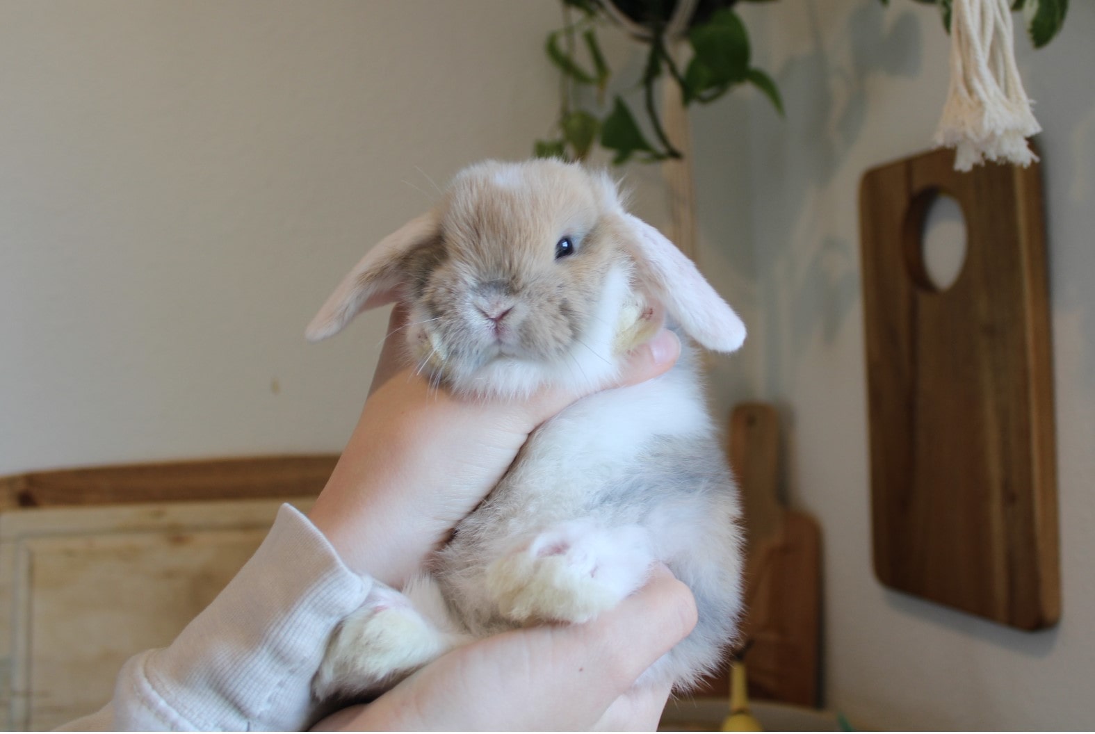 White eared lop rabbit